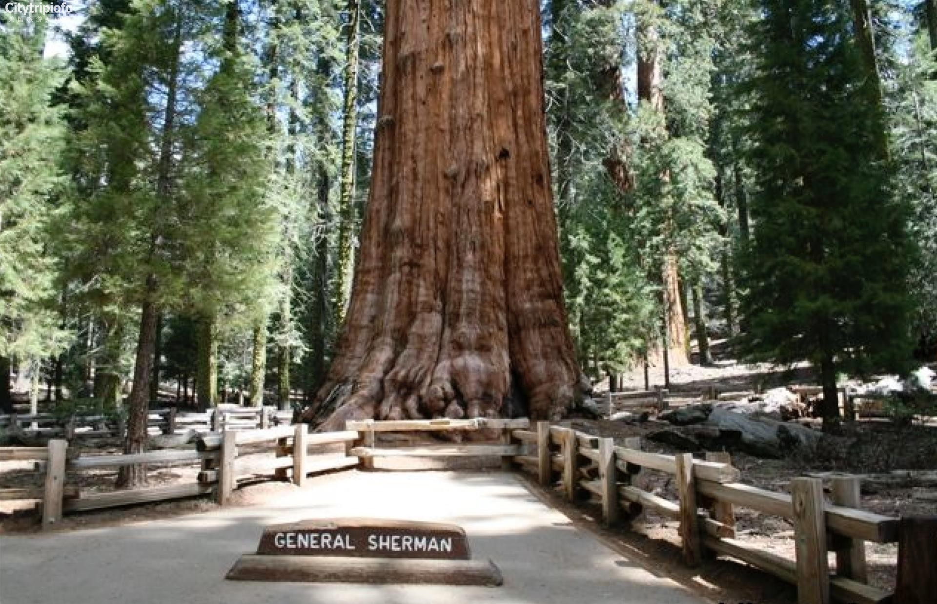 《美国红杉树国家公园 Sequoia National Park》