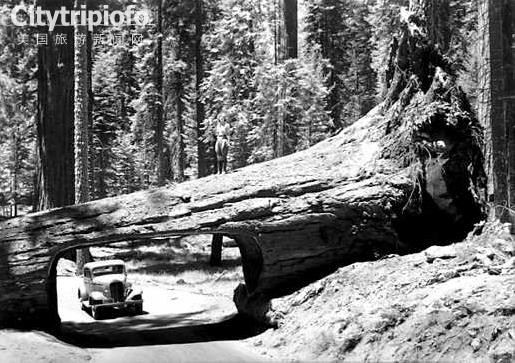 《美国红杉树国家公园 Sequoia National Park》