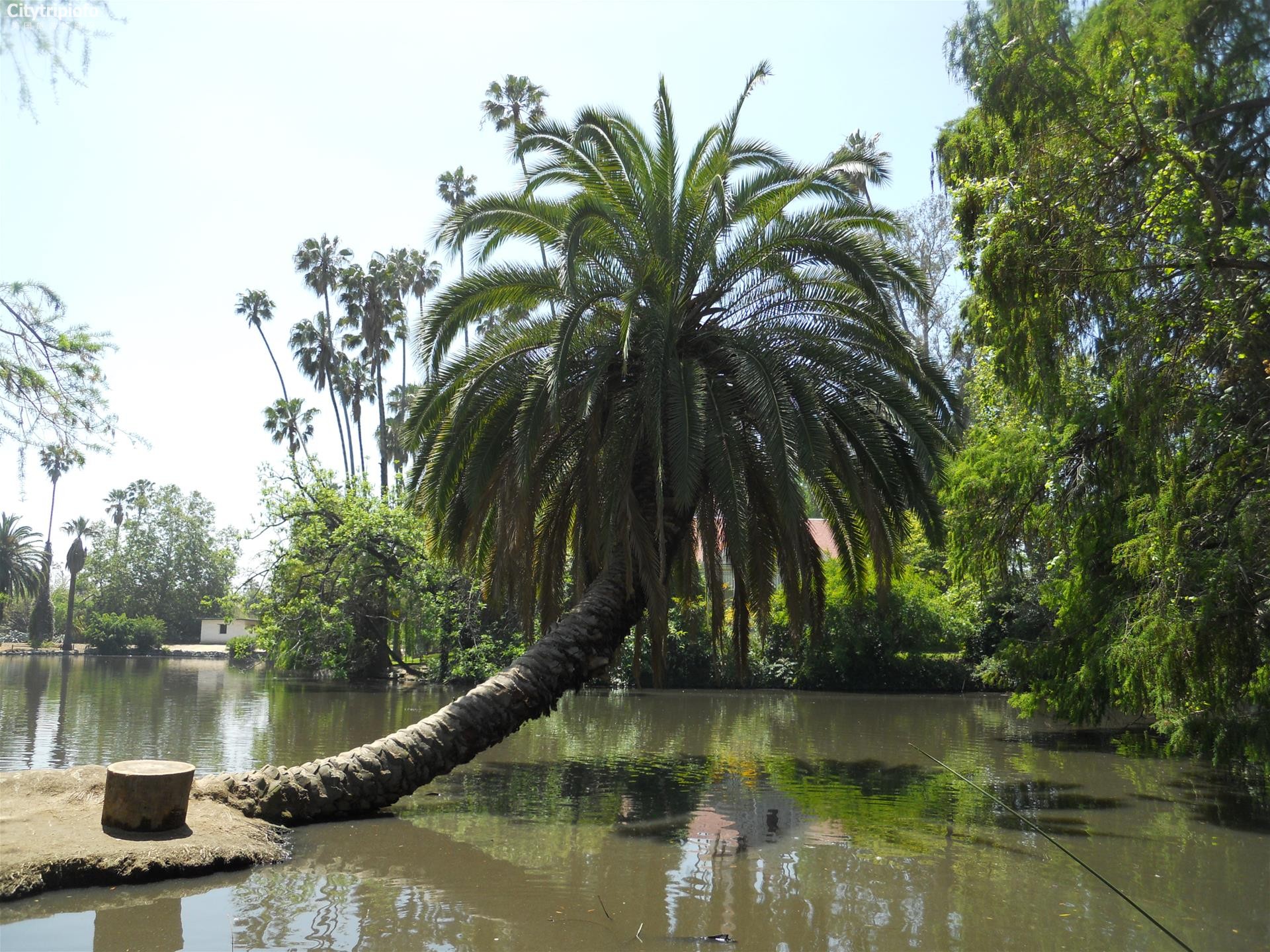 《洛县植物园  L.A. County Arboretum & Botanic Gardens》