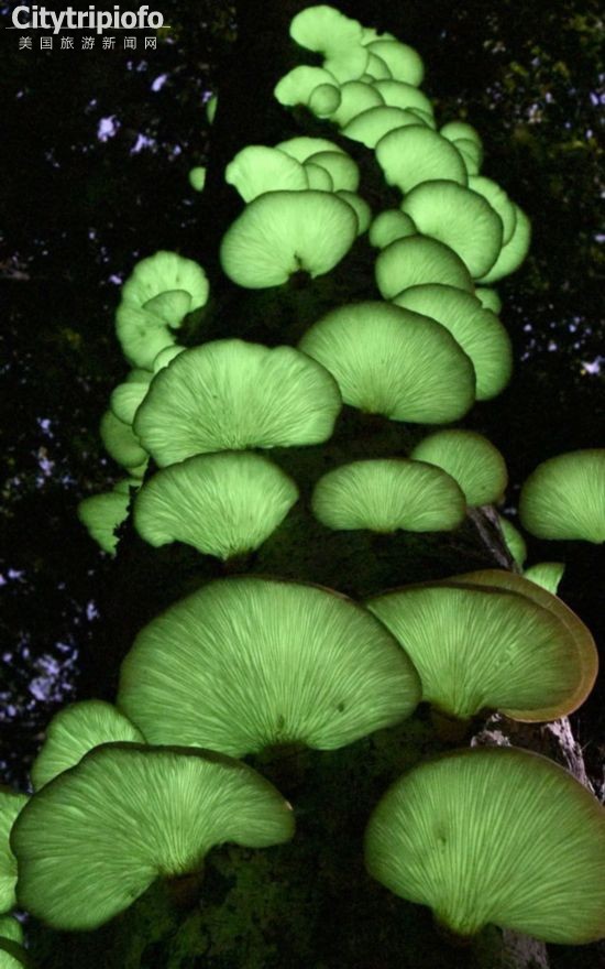 《神奇毒蘑菇！日本蘑菇“月夜茸”发绿光(图)》