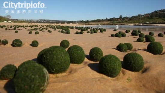 《澳大利亚海滩惊现绿色“外星蛋”引猜测(图)》