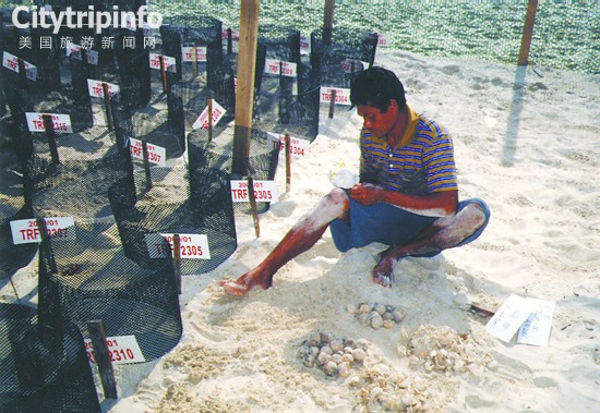 《在马来海滩看海龟下蛋 海龟蛋被当补品买卖》