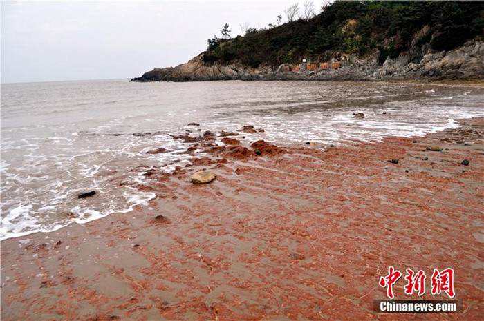 《自然奇观|浙江舟山现「艳红石滩」　游客叹为观止！》