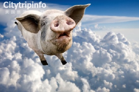 《宠物猪大闹美国航班：随地排泄乱叫被赶下飞机》