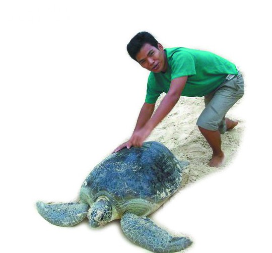 《在马来海滩看海龟下蛋 海龟蛋被当补品买卖》