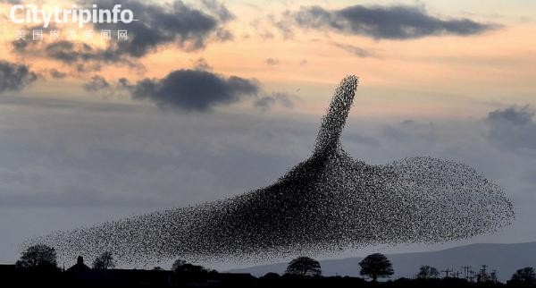 《英国5万只椋鸟空中“群舞” 景象壮观宛若黑云》