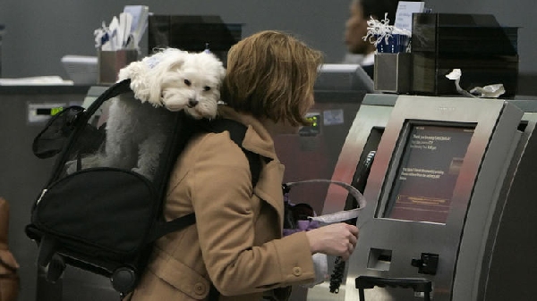 《调查：52%美国乘客赞同将宠物带入客舱》
