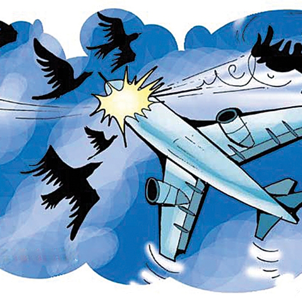《14年孟买机场发生22起鸟击 专家呼吁绘制鸟图》