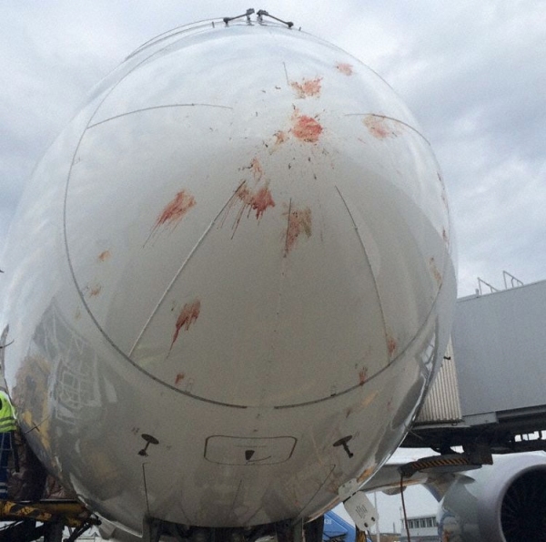 《卡塔尔航空787遭遇鸟击 飞机机身血迹斑斑》