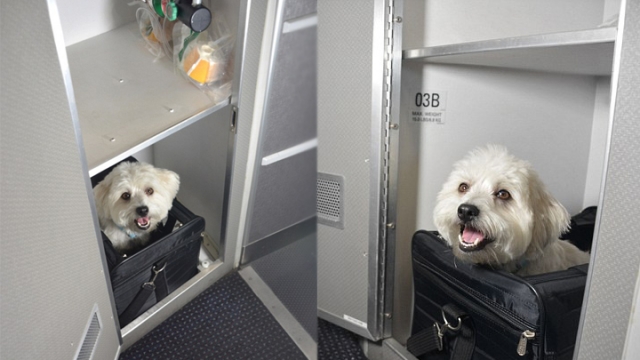 《宠物陪你搭飞机  美国航空设「宠物厢座」》