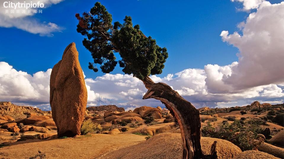 《美国加州约书亚书国家公园Joshua Tree National Park》