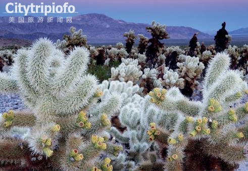 《美国加州约书亚书国家公园Joshua Tree National Park》