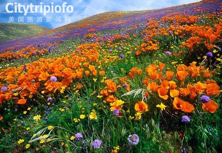 《羚羊谷罂粟保留区  Antelope Valley California Poppy Reserve》