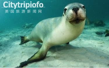《洛杉矶长堤市太平洋水族馆  Aquarium of the Pacific》