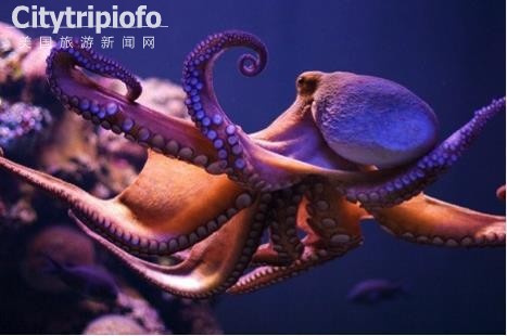 《洛杉矶长堤市太平洋水族馆  Aquarium of the Pacific》