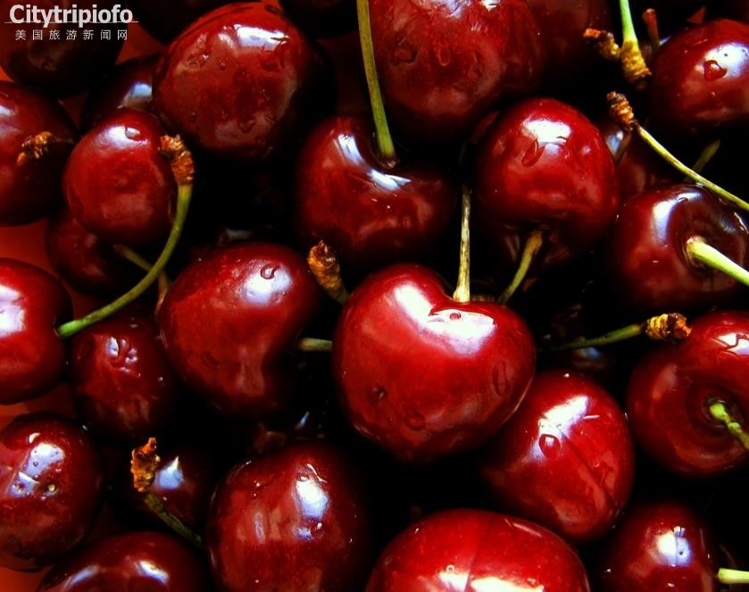 《洛杉矶樱桃谷  Cherry Festival Association》