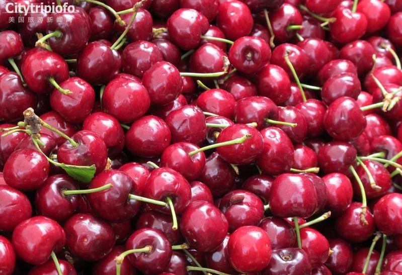 《洛杉矶樱桃谷  Cherry Festival Association》