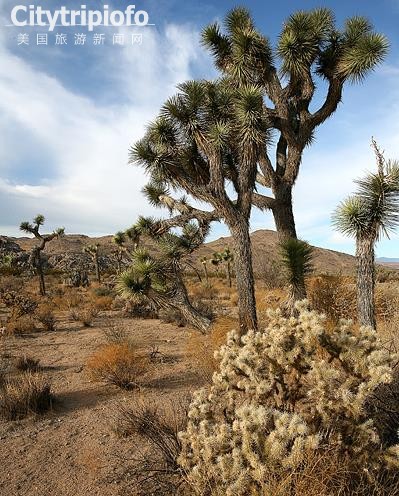 《约书亚国家公园  Joshua Tree National Park》