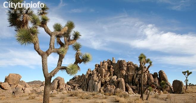 《约书亚国家公园  Joshua Tree National Park》