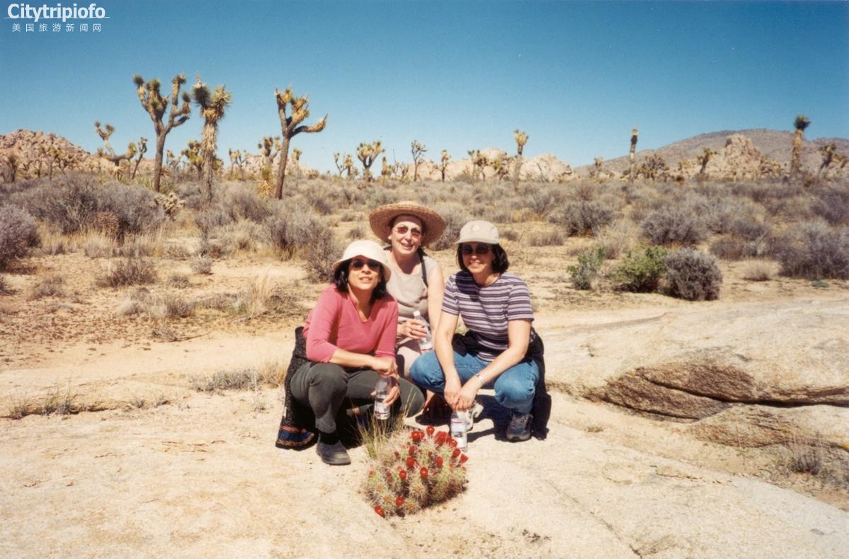 《约书亚国家公园  Joshua Tree National Park》