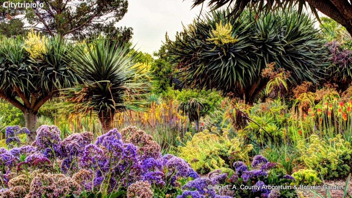 《洛县植物园  L.A. County Arboretum & Botanic Gardens》