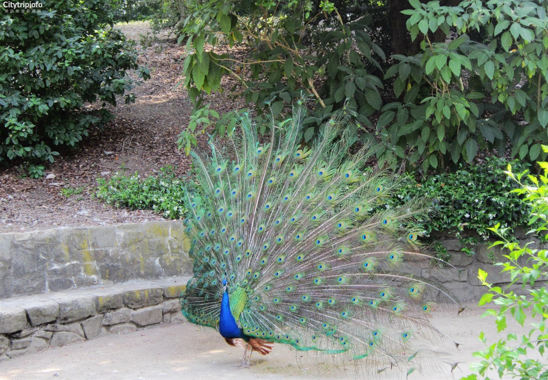 《洛县植物园  L.A. County Arboretum & Botanic Gardens》