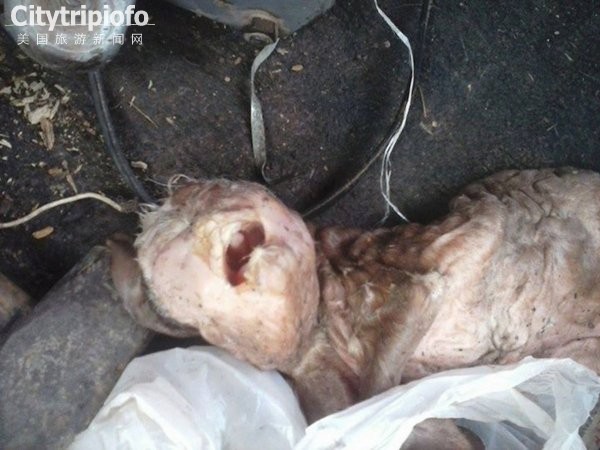 《阿根廷一农场诞生人面山羊胎 被指兽奸(图)》