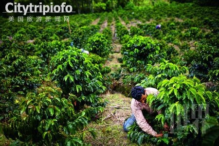 《巴西众生相：蜜色足球与热力桑巴(组图)》
