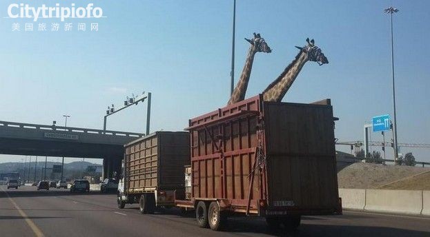 《南非长颈鹿运送途中撞上天桥死亡(图)》