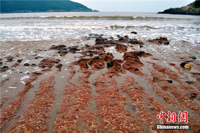 《自然奇观|浙江舟山现「艳红石滩」　游客叹为观止！》