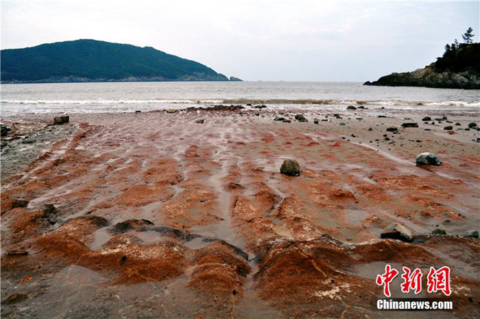 《自然奇观|浙江舟山现「艳红石滩」　游客叹为观止！》
