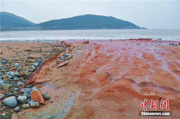 《自然奇观|浙江舟山现「艳红石滩」　游客叹为观止！》