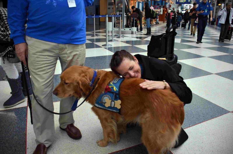 《减轻圣诞假期搭机压力？美机场派黄金猎犬减压！》