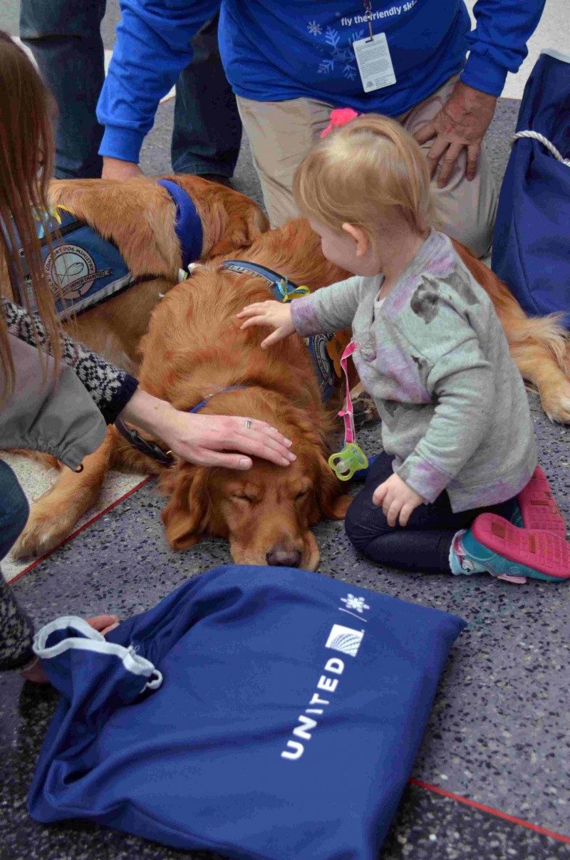 《减轻圣诞假期搭机压力？美机场派黄金猎犬减压！》