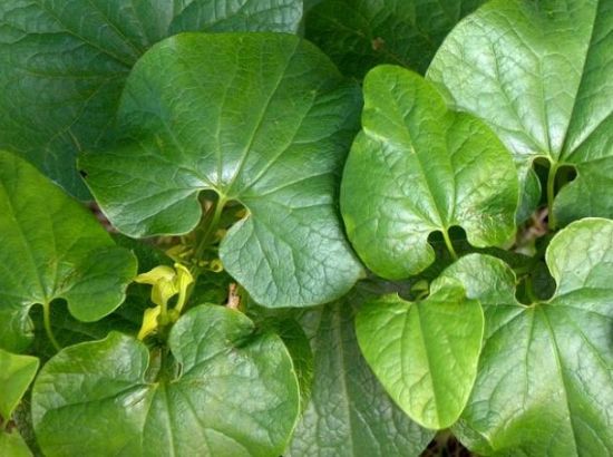 《盘点全球十种散发恶臭的植物》