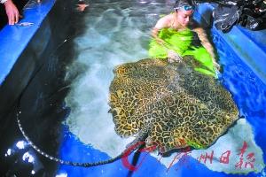 《马尔代夫发生多起被鱼扎伤事件 在海边小心魔鬼鱼》