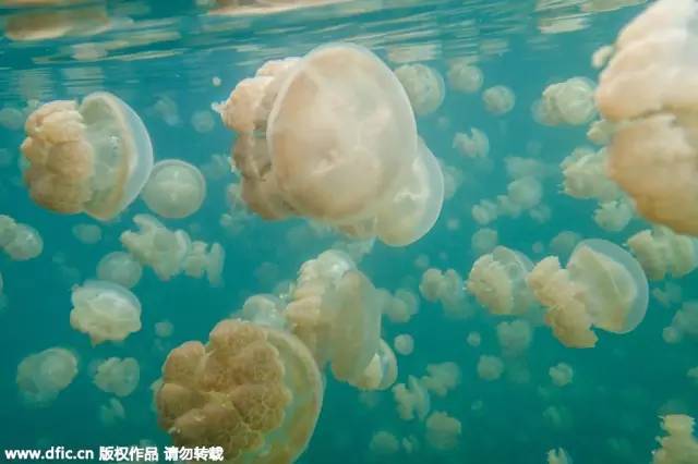 《去海岛想静静out 现在流行去海岛尖叫》