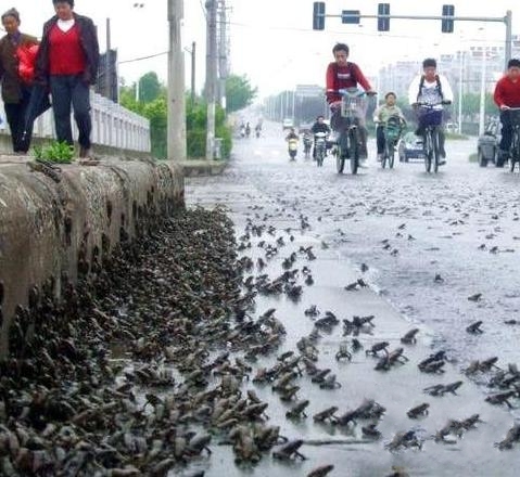 《动物雨你见过吗？ 地球上总有这么些个神奇的地方》