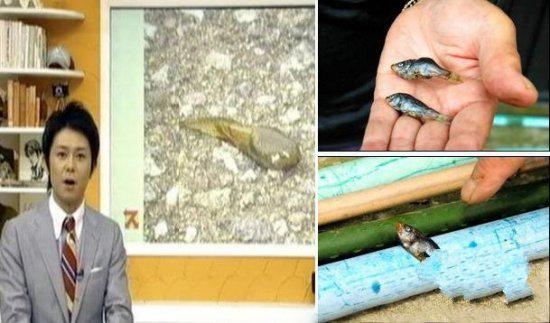 《动物雨你见过吗？ 地球上总有这么些个神奇的地方》