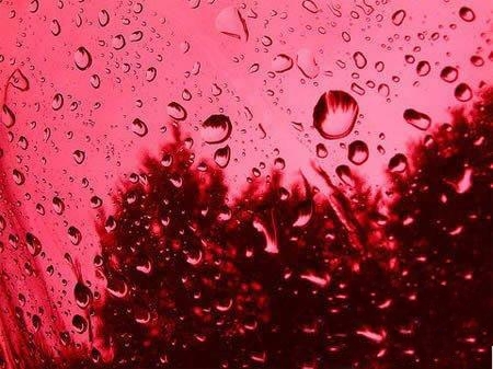 《动物雨你见过吗？ 地球上总有这么些个神奇的地方》