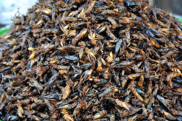 《让人毛骨悚然的食物 炸蜘蛛你尝过吗？》