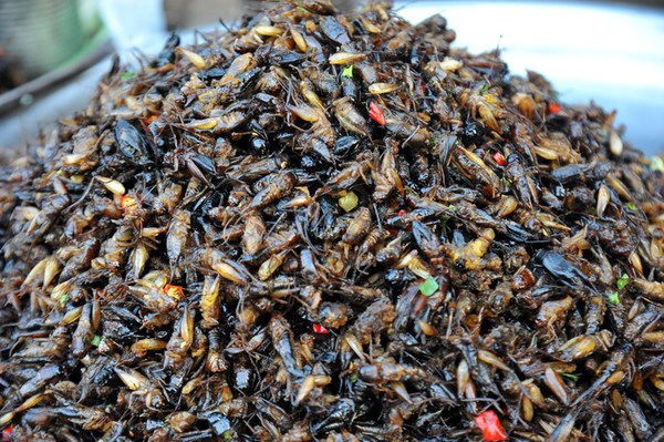 《让人毛骨悚然的食物 炸蜘蛛你尝过吗？》