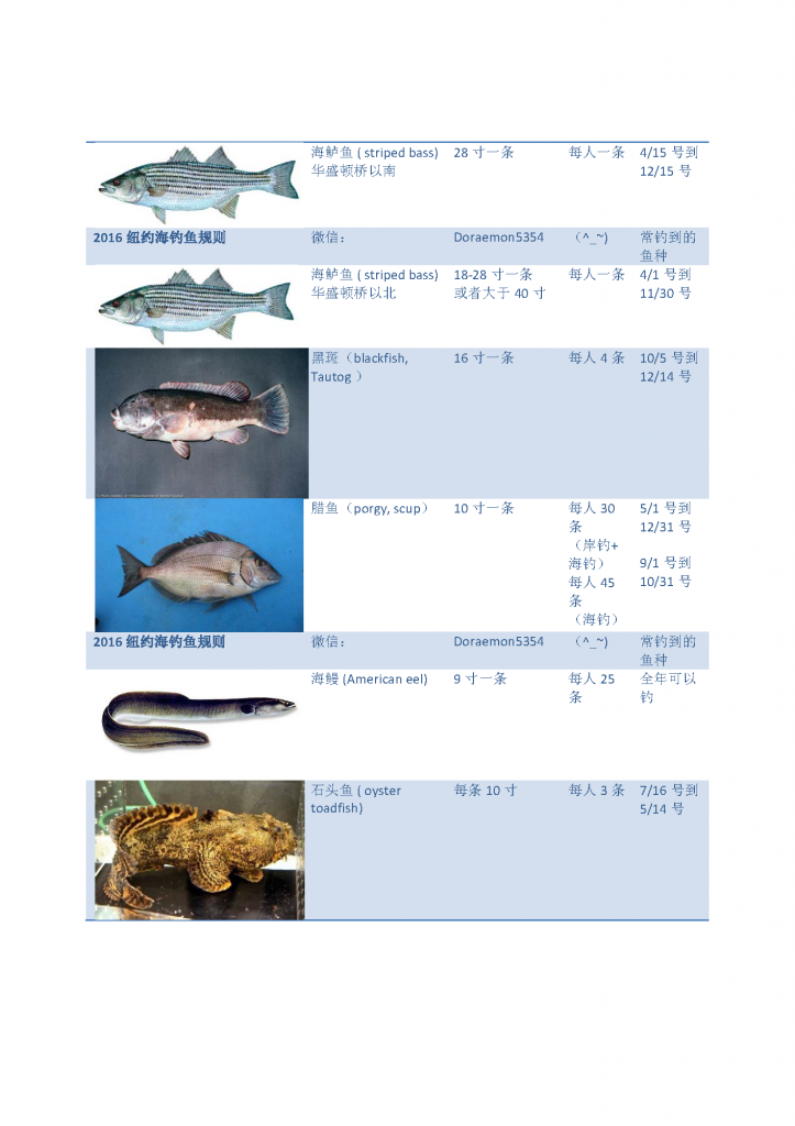 《2016纽约钓鱼法规说明 海钓不同鱼尺寸与数量》